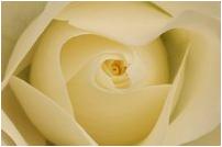 bloemen
