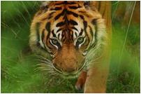 dierentuin