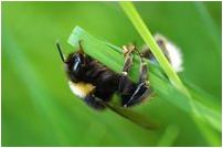 insecten