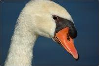 vogels